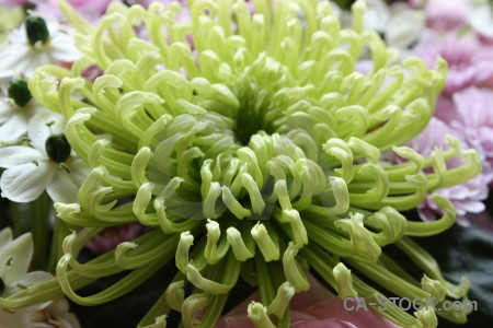 Flower bouquet plant green.