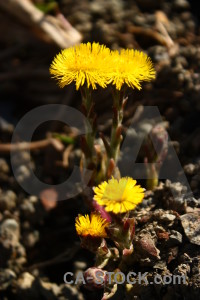 Flower brown black plant yellow.