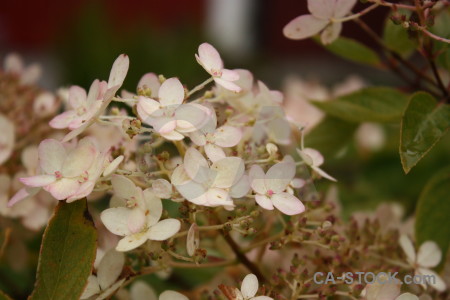 Flower brown plant.