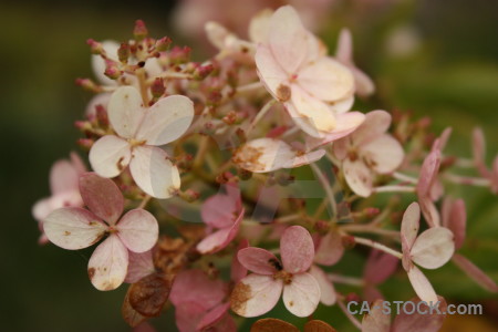 Flower brown plant.