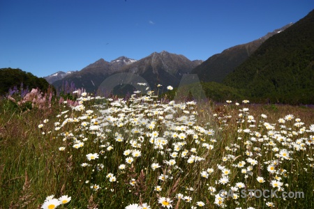 Flower field new zealand mountain tree.