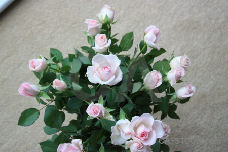 Flower gray green plant rose.