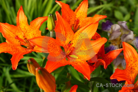 Flower green lily orange yellow.