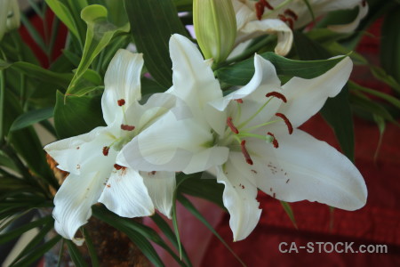 Flower green lily red plant.