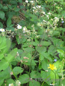 Flower green plant.