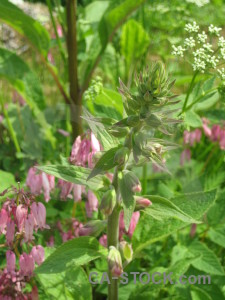 Flower green plant.