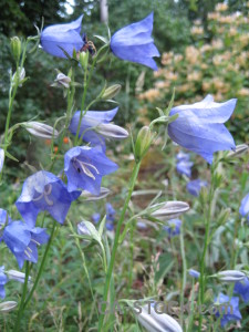 Flower green plant blue.