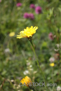 Flower green plant yellow.