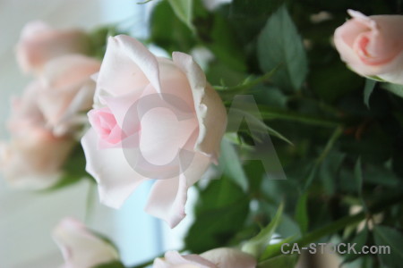 Flower green rose plant.