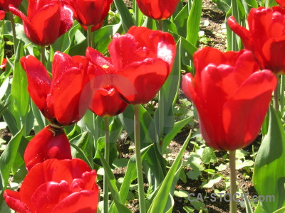 Flower green tulip red plant.