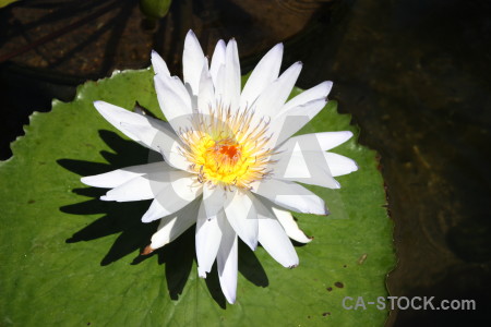 Flower green white leaf plant.