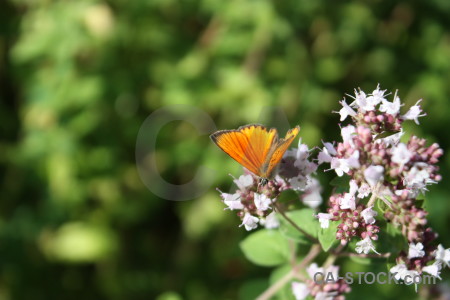 Flower insect animal plant butterfly.