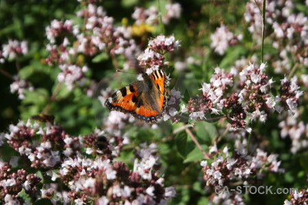 Flower insect butterfly animal plant.