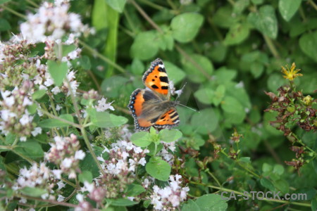 Flower insect plant animal butterfly.