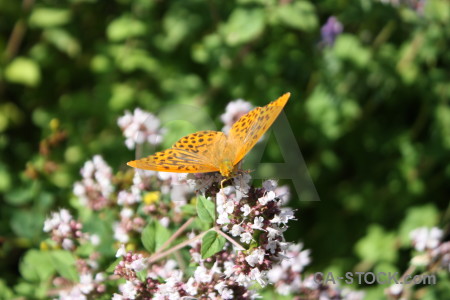 Flower insect plant butterfly animal.