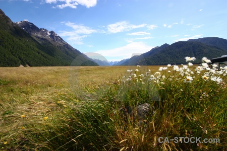 Flower landscape new zealand tree grass.