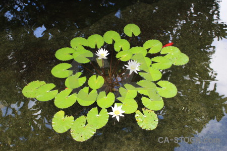 Flower leaf green plant lily.