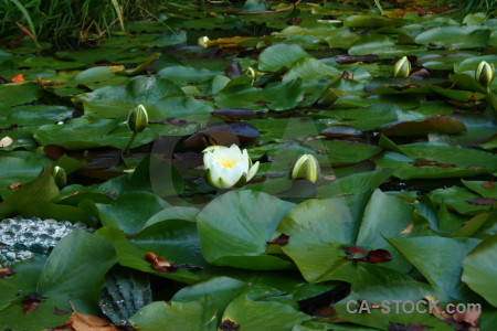 Flower lily leaf plant green.