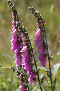 Flower pink purple plant green.