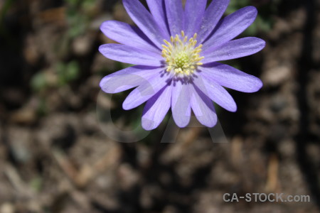 Flower plant.