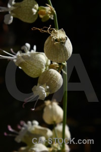 Flower plant black.