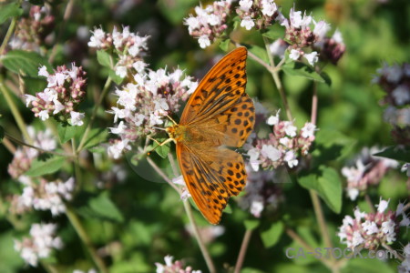 Flower plant butterfly animal insect.