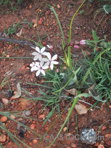 Flower plant green.