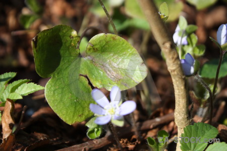 Flower plant green.