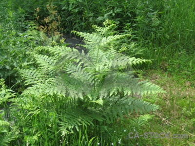Flower plant green.