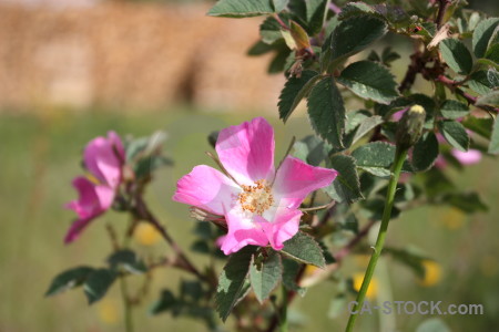 Flower plant green pink.