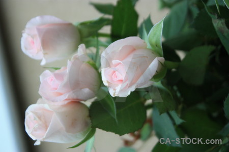 Flower plant green rose.