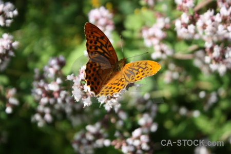 Flower plant insect butterfly animal.