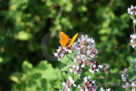 Flower plant insect butterfly animal.