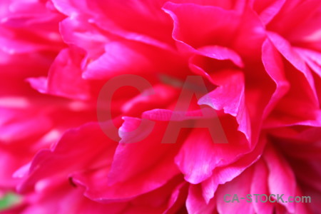 Flower plant peony pink red.