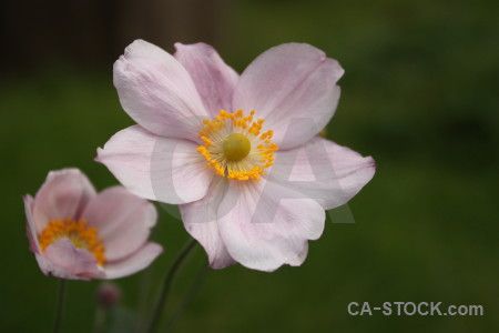 Flower plant pink.