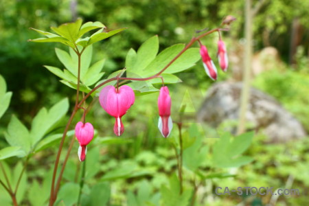 Flower plant pink green.