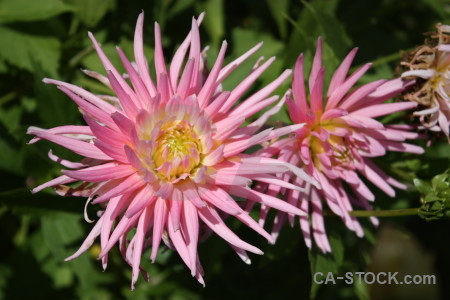 Flower plant pink green.