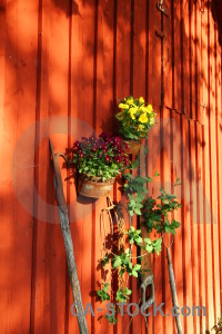 Flower plant red orange pot.