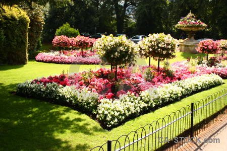 Flower plant red pink yellow.