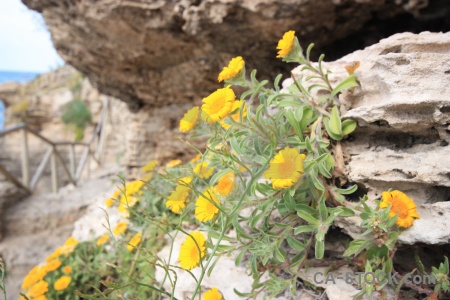 Flower plant rock railing javea.