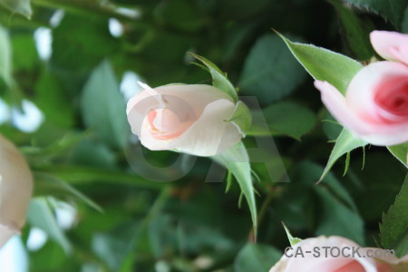 Flower plant rose green.