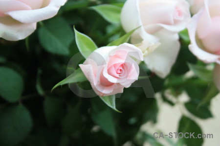 Flower plant white rose green.