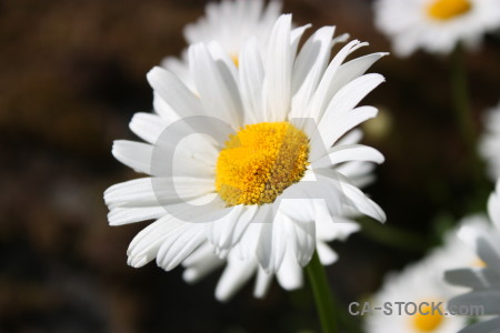 Flower plant white yellow.