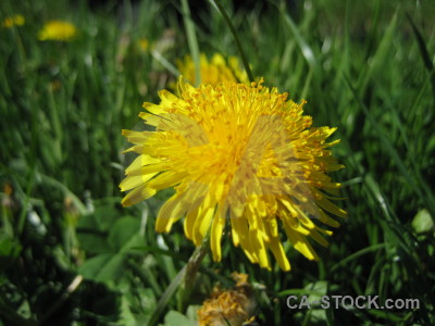 Flower plant yellow green.