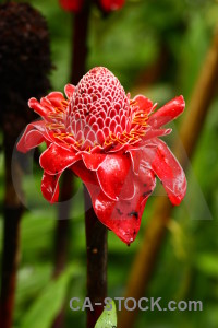 Flower red plant green.