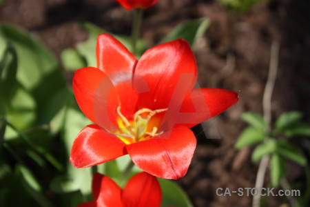 Flower red plant green.