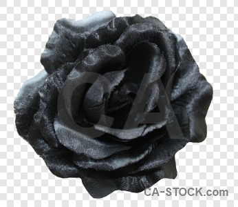 Flower rose black plant cut out.