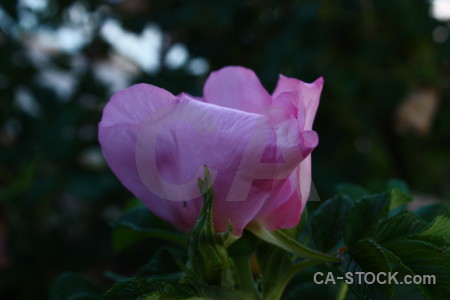Flower rose black purple plant.
