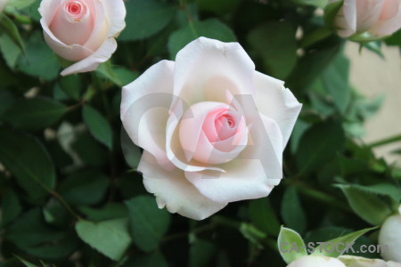 Flower rose green plant.