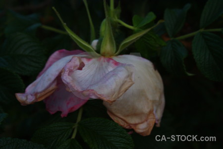 Flower rose plant black.